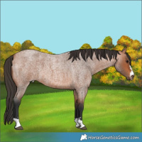 Horse Color:Bay Roan 