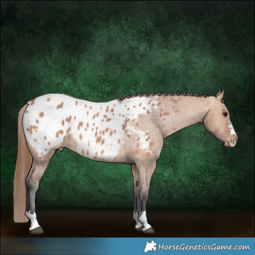 Horse Color:Bay Dun Appaloosa 