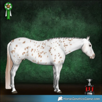 Horse Color:Bay Dun Appaloosa