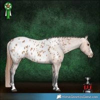 Horse Color:Bay Dun Appaloosa 