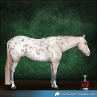 Horse Color:Bay Dun Appaloosa