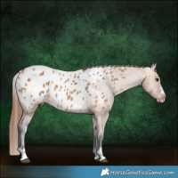Horse Color:Bay Dun Appaloosa 