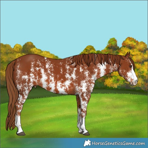 Horse Color:Chestnut Sabino Rabicano