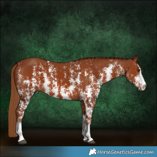 Horse Color:Chestnut Sabino Rabicano 