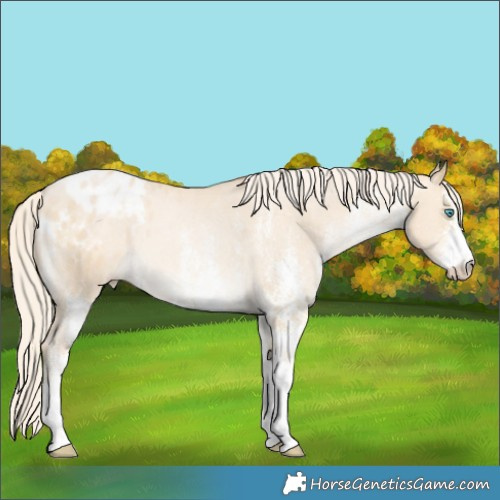 Horse Color:White Spotted Palomino Pearl Dun Appaloosa