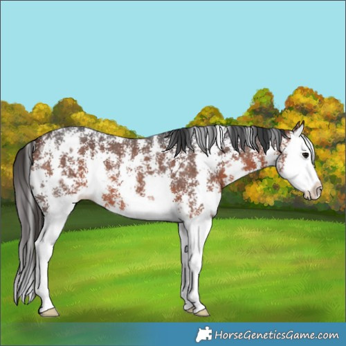Horse Color:Bay Sabino Splash