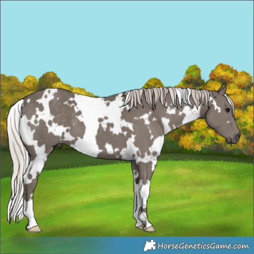Horse Color:White Spotted Silver Black 
