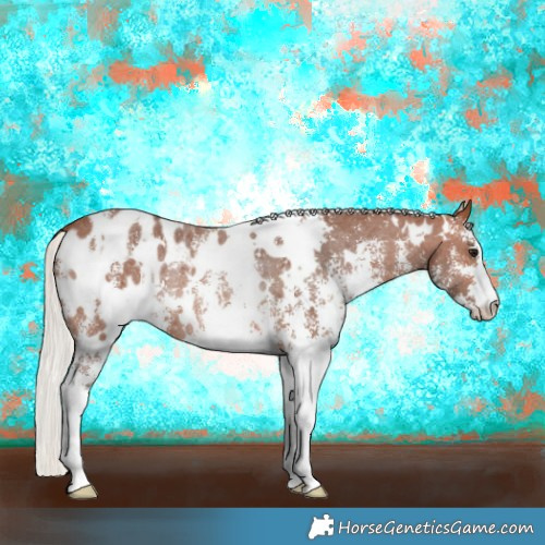Horse Color:White Spotted Silver Brown Sabino Appaloosa Rabicano 