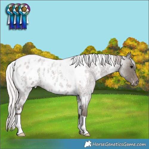 Horse Color:White Spotted Silver Blue Roan Appaloosa 