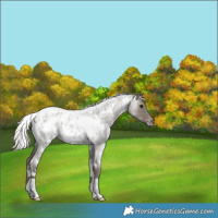 Horse Color:White Spotted Silver Blue Roan Appaloosa 