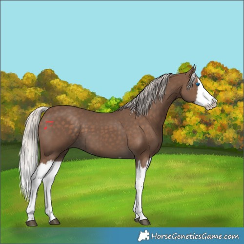 Horse Color:Silver Black Splash 