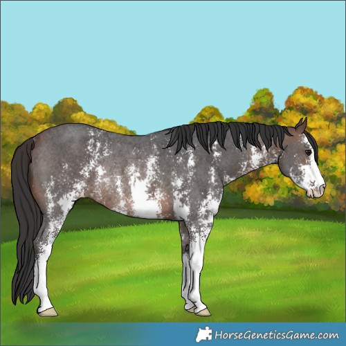 Horse Color:Brown Sabino Rabicano 
