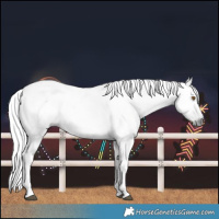 Horse Color:Gray Black Rabicano 