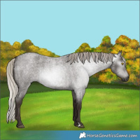 Horse Color:Gray Silver Blue Roan Rabicano 