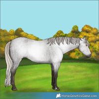 Horse Color:Gray Silver Blue Roan Rabicano 
