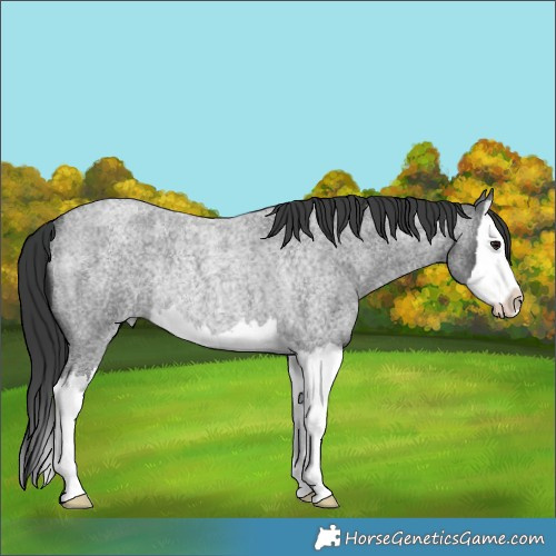 Horse Color:Blue Roan Splash Rabicano