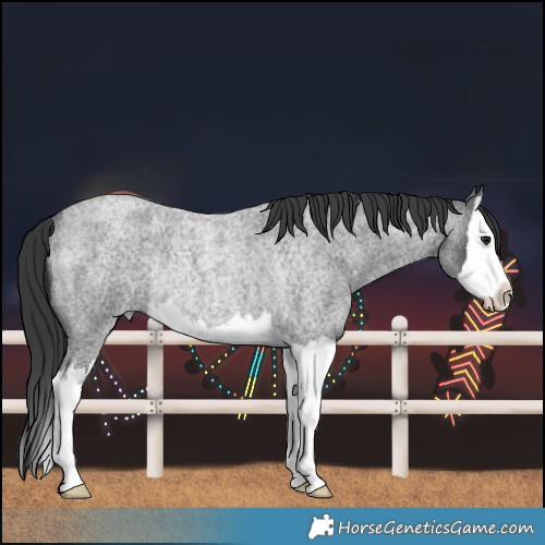 Horse Color:Blue Roan Splash Rabicano 