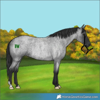 Horse Color:Blue Roan Rabicano