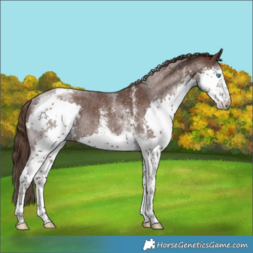 Horse Color:White Spotted Liver Chestnut Splash Tobiano Rabicano 