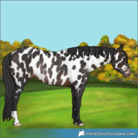 Horse Color:Brown Near Leopard Rabicano