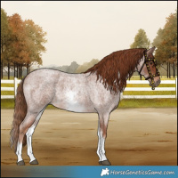 Horse Color:White Spotted Red Roan 