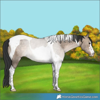 Horse Color:Brown Dun Tobiano Rabicano