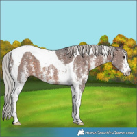 Horse Color:Silver Brown Sabino Tobiano 