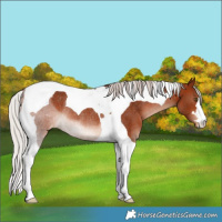Horse Color:Silver Brown Tobiano Blanket Rabicano 