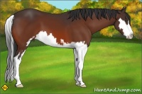 Horse Color:Bay Sabino Splash Frame 