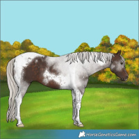 Horse Color:Silver Brown Tobiano 