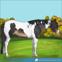 Horse Color:Brown Tobiano Blanket