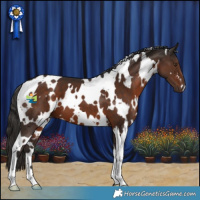 Horse Color:White Spotted Liver Chestnut 