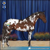 Horse Color:White Spotted Liver Chestnut 