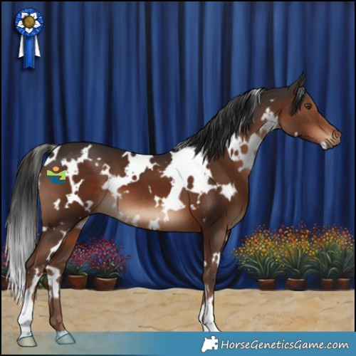 Horse Color:White Spotted Liver Chestnut 