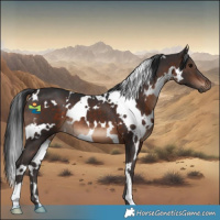 Horse Color:White Spotted Brown 