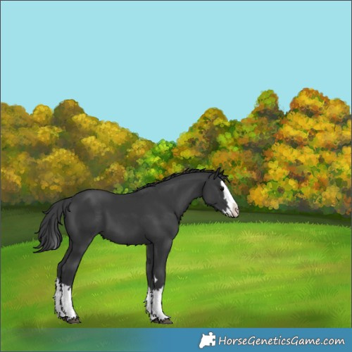 Horse Color:Black Splash 