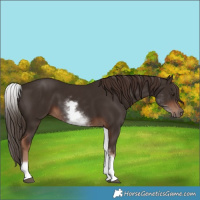 Horse Color:White Spotted Liver Chestnut 