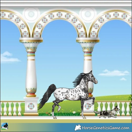 Horse Color:Black Appaloosa 