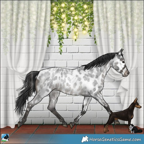 Horse Color:Blue Roan Appaloosa 