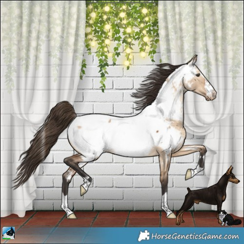 Horse Color:Bay Dun Appaloosa 