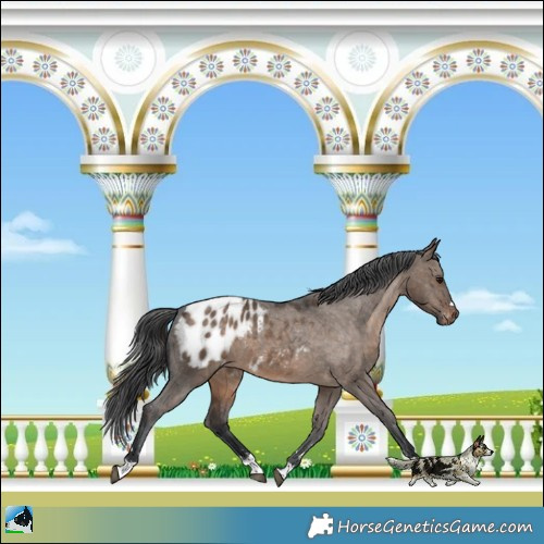 Horse Color:Brown Dun Blanket