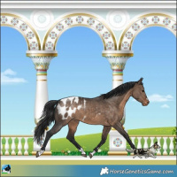 Horse Color:Brown Dun Appaloosa 