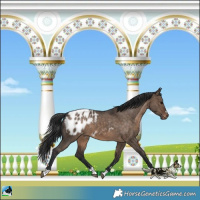 Horse Color:Brown Dun Blanket 