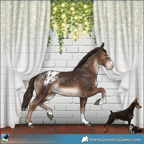 Horse Color:Liver Chestnut Appaloosa 