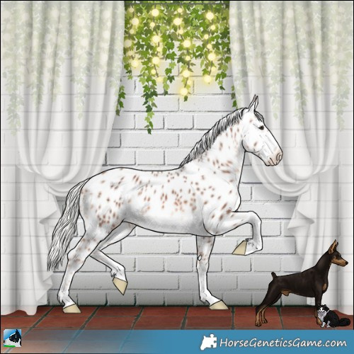 Horse Color:Chestnut Mushroom Leopard