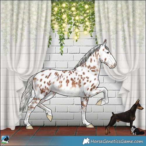 Horse Color:Chestnut Mushroom Appaloosa 