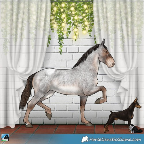 Horse Color:Liver Red Roan Appaloosa