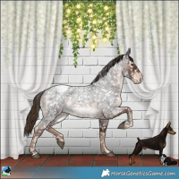 Horse Color:Liver Red Roan Appaloosa 