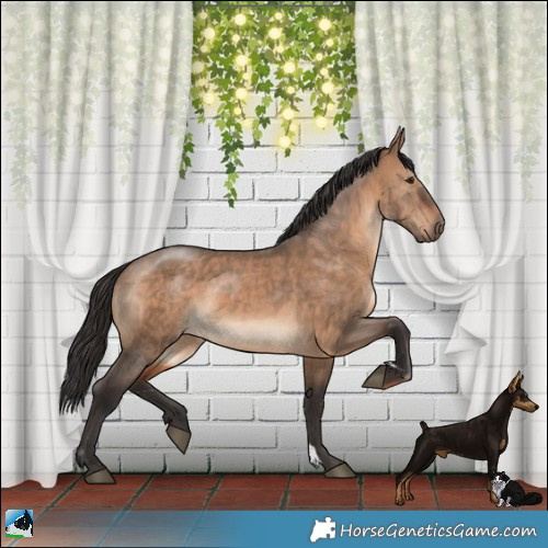 Horse Color:Brown Dun 