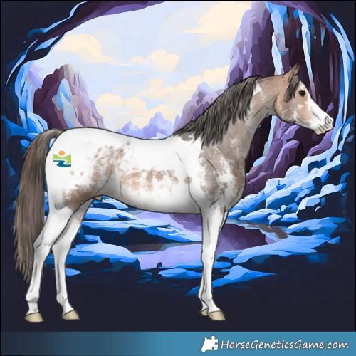 Horse Color:Bay Sabino Tobiano Appaloosa 